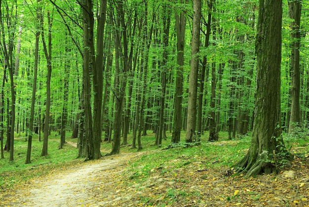 Árboles forestales. naturaleza madera verde