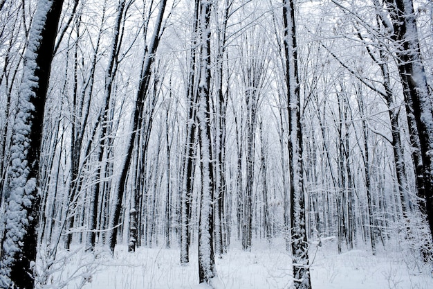 Árboles forestales. naturaleza nieve fondos de madera.