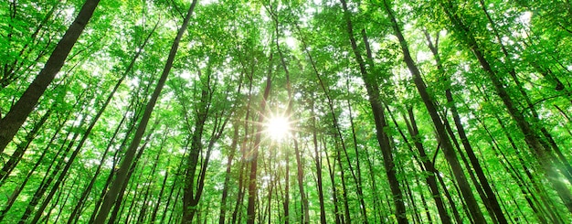 Árboles forestales. naturaleza verde madera luz del sol de fondo