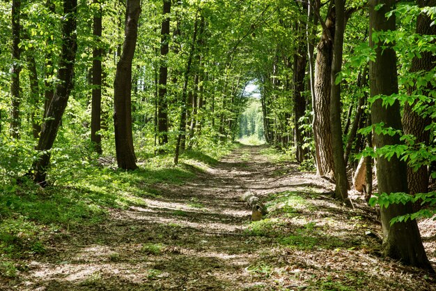 Árboles forestales. naturaleza verde madera luz del sol fondos