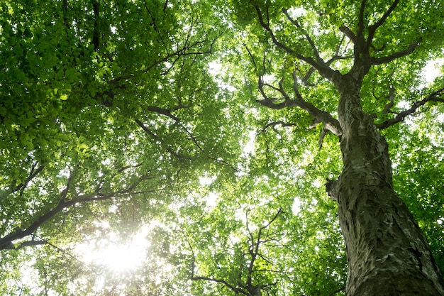 Árboles forestales. naturaleza verde madera luz del sol fondos