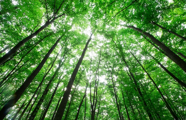 Árboles forestales. naturaleza verde madera luz del sol fondos