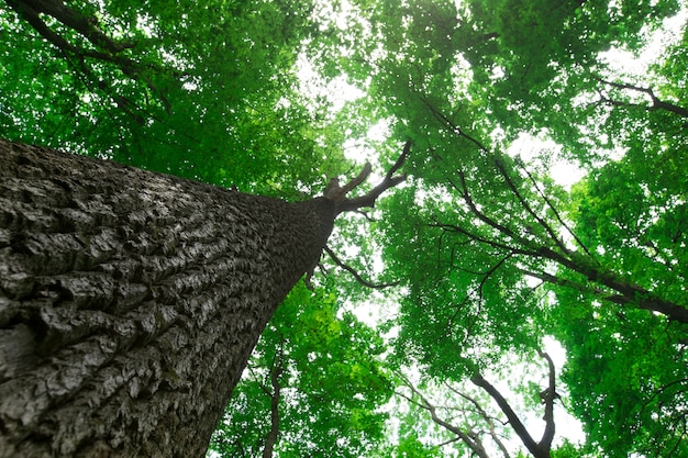 Árboles forestales. naturaleza verde madera luz del sol fondos