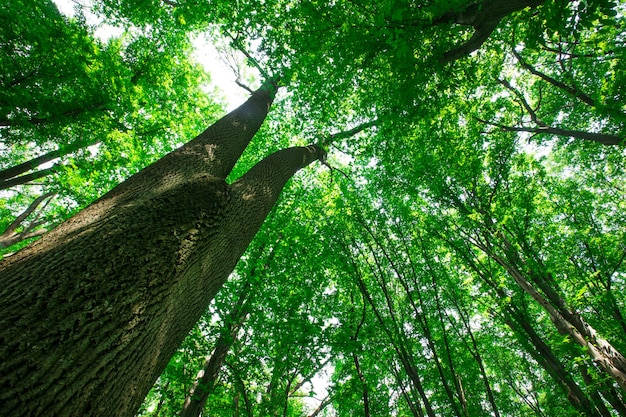 Árboles forestales. naturaleza verde madera luz del sol fondos