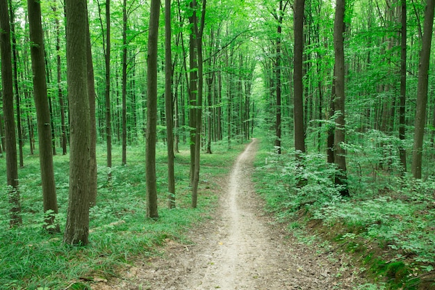 Árboles forestales. naturaleza verde madera luz del sol