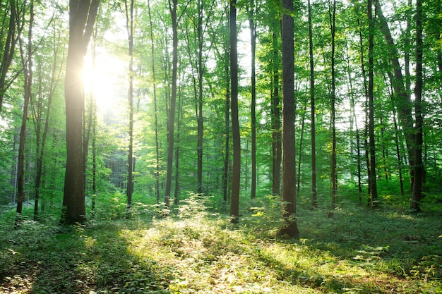 Árboles forestales. naturaleza verde madera luz del sol