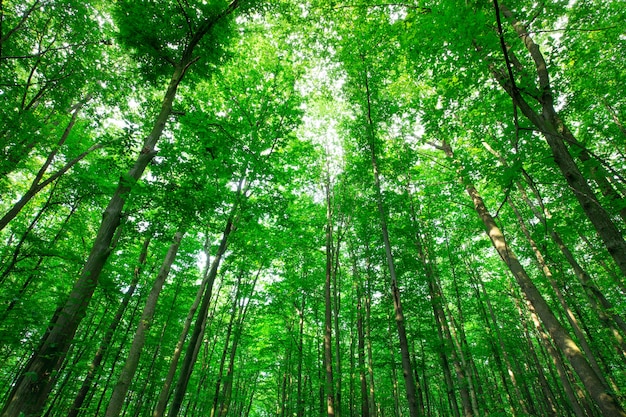 Árboles forestales naturaleza verde madera luz del sol