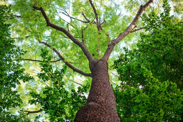 Árboles forestales. naturaleza verde madera luz del sol