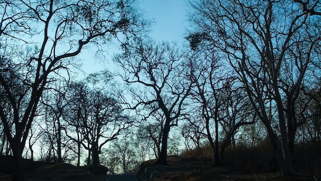 Árboles forestales en la puesta del sol azul