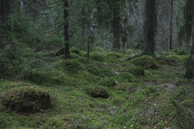 Árboles forestales verdes y suelo cubierto de musgo verde