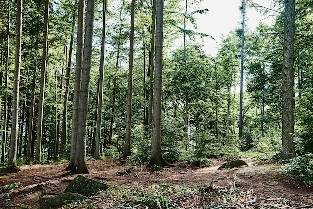 Árboles de Forrest en el fondo de la naturaleza del día de verano