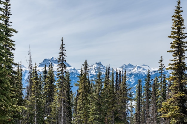 Árboles frente a hermosas montañas cubiertas de nieve contra el cielo azul en la Columbia Británica Canadá