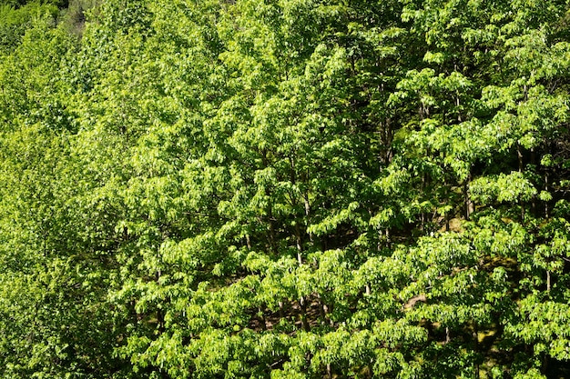 Árboles frondosos de color verde intenso en el bosque en un día soleado Belleza de la naturaleza conceptos de fondo natural