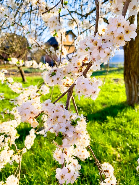 Árboles frutales florecientes de las flores blancas en fondo del cielo azul.