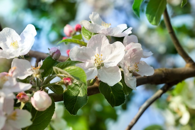 Árboles frutales florecientes