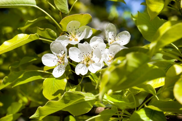 Árboles frutales florecientes