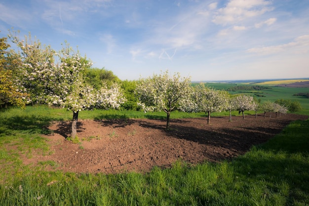 Árboles frutales en un huerto soleado de primavera