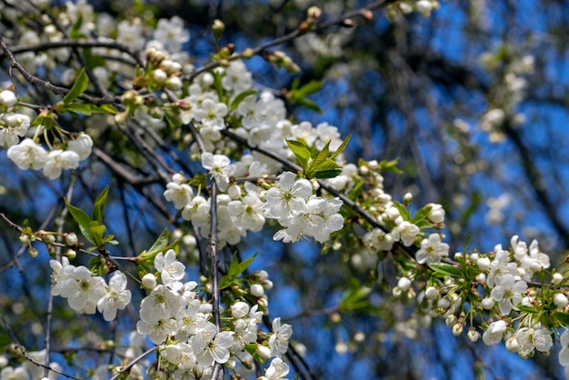 Árboles frutales de manzana que florecen en la temporada de primavera