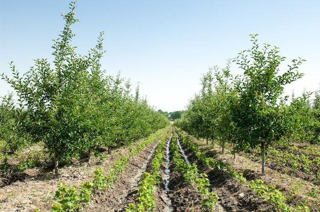 Árboles frutales y manzanos en una cresta en una fila al aire libre