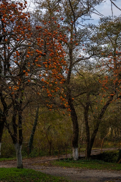 Árboles con frutos de caqui naranja maduros a finales de otoño