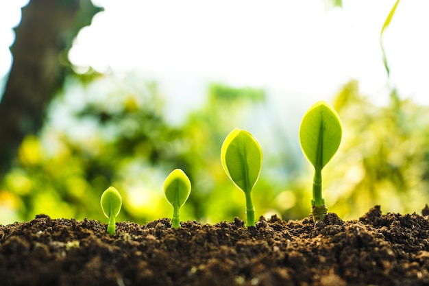 Árboles germinados El crecimiento de árboles en el suelo en la naturaleza.