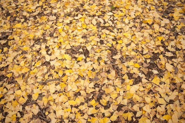 Árboles de ginkgo amarillo en el parque público de Yoyogi, Tokio, Japón.