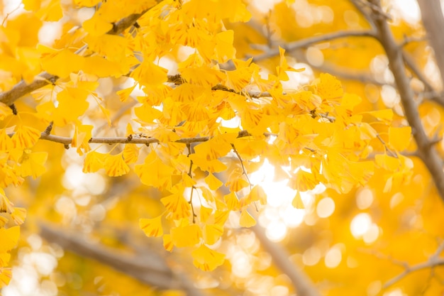 Árboles de ginkgo otoño