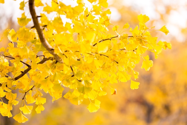 Árboles de ginkgo otoño