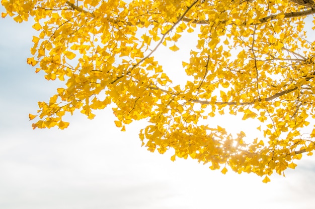 Árboles de ginkgo otoño