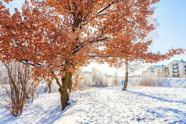 Árboles helados en clima frío bosque nevado en mañana soleada