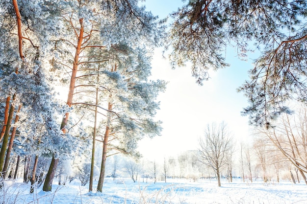 Árboles helados en clima frío bosque nevado en mañana soleada