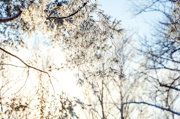 Árboles helados en clima frío bosque nevado en mañana soleada