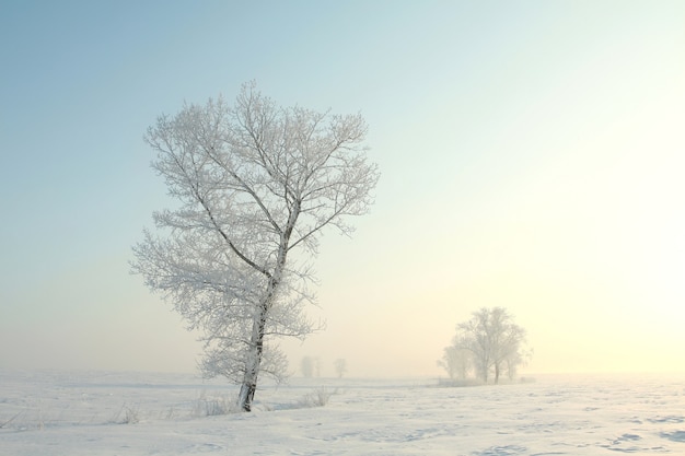 Árboles helados de invierno contra el cielo azul al amanecer