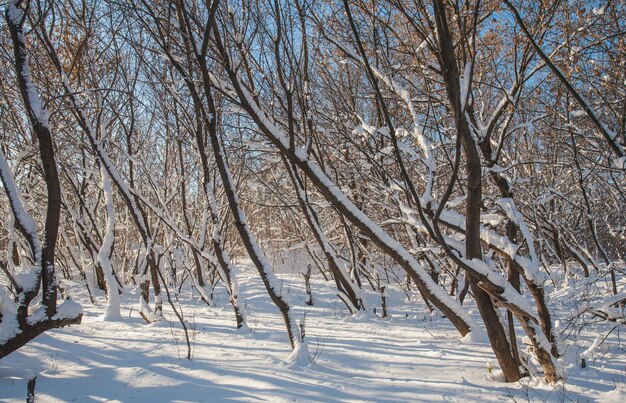 Árboles helados de invierno iluminados por el sol de la mañana