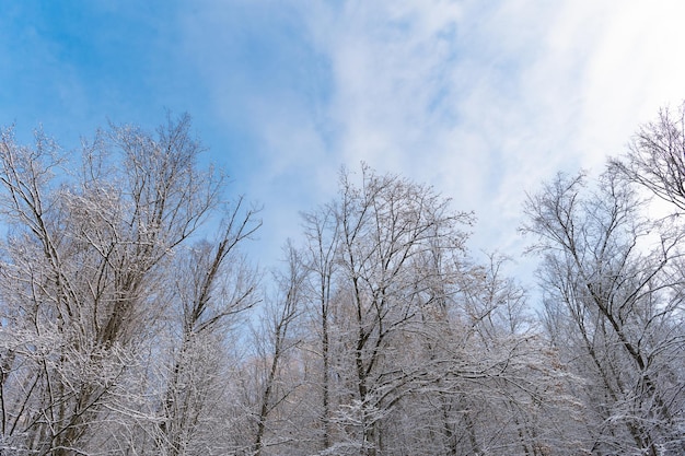 Árboles helados ob blue sky en bosques de invierno.