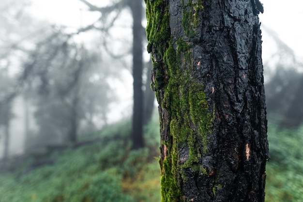 Árboles y helechos en el día lluvioso Bosque verde