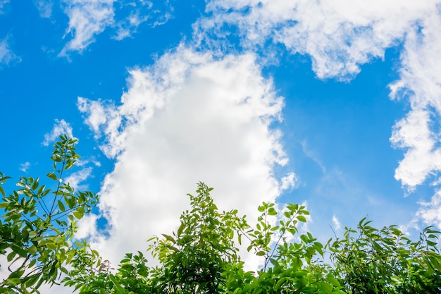 Árboles hermosos en fondo del cielo azul y de la nube.