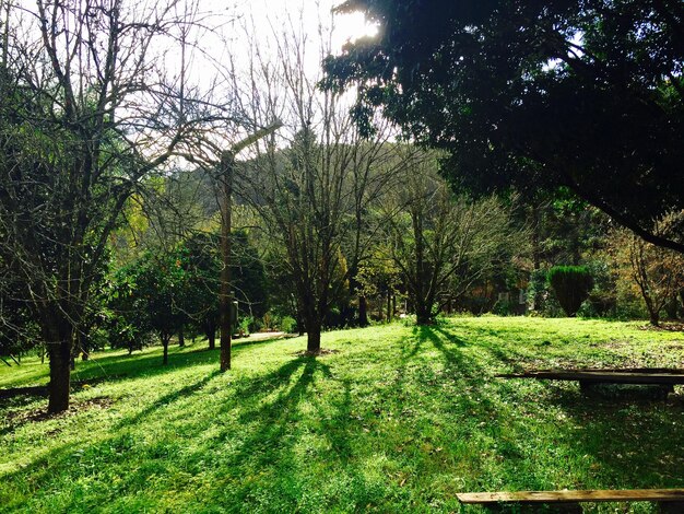 Árboles y hierba que crecen en el campo