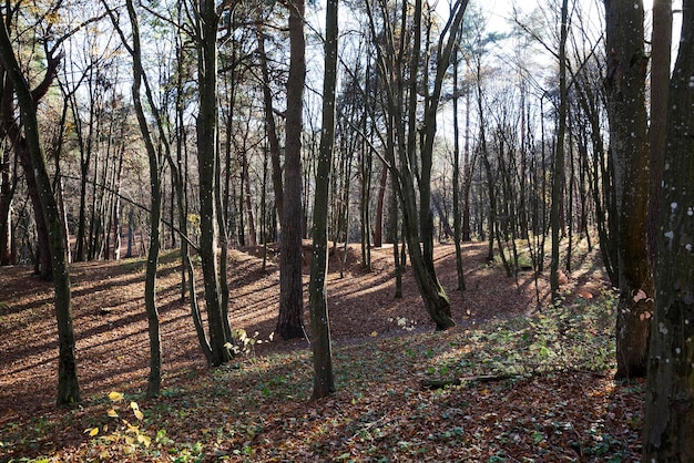 Árboles de hoja caduca durante la caída de las hojas en otoño