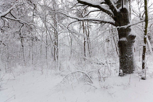Árboles de hoja caduca desnudos en la nieve en invierno, hermosa naturaleza invernal después de nevadas y heladas, árboles de hoja caduca de diferentes razas después de nevadas