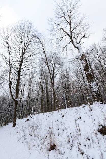 Árboles de hoja caduca desnudos en la nieve en invierno