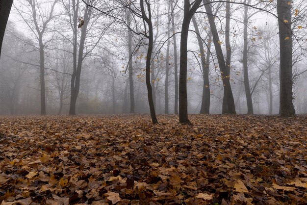 Árboles de hoja caduca desnudos en la temporada de otoño en clima nublado y brumoso troncos de árboles sin follaje en la temporada de otoño