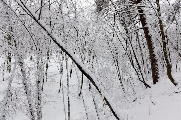 Árboles de hoja caduca sin hojas en la nieve después de tormentas de nieve y nevadas fenómenos naturales en el wi