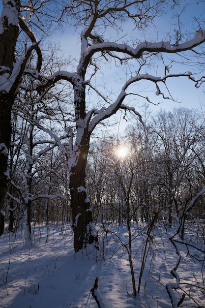 Árboles de hoja caduca en invierno después de una nevada