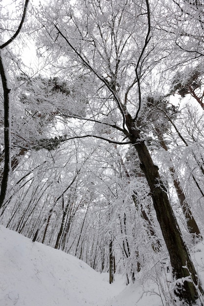 Árboles de hoja caduca en invierno, frío invierno helado