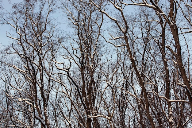 Árboles de hoja caduca en la nieve en invierno