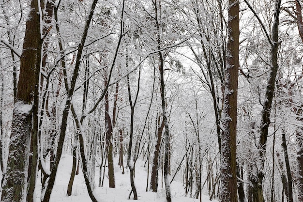 Árboles de hoja caduca en la nieve en invierno