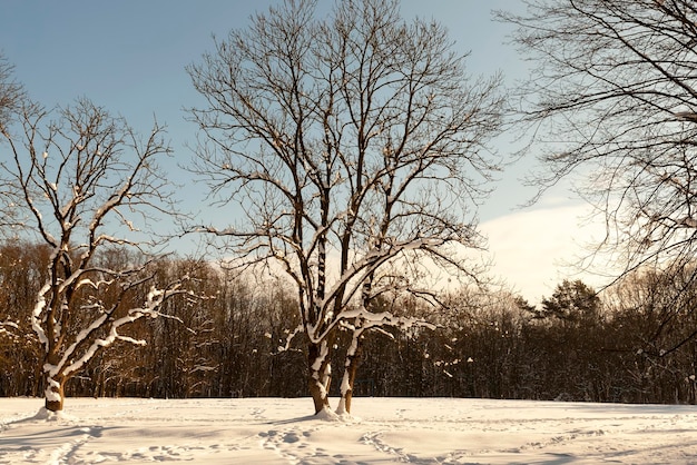 Árboles de hoja caduca en la nieve en invierno