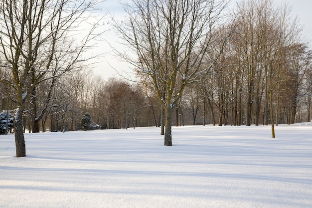 Árboles de hoja caduca bajo la nieve en la temporada de invierno.