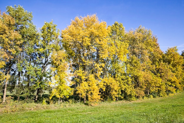 Árboles de hoja caduca que crecen juntos en la temporada de otoño.